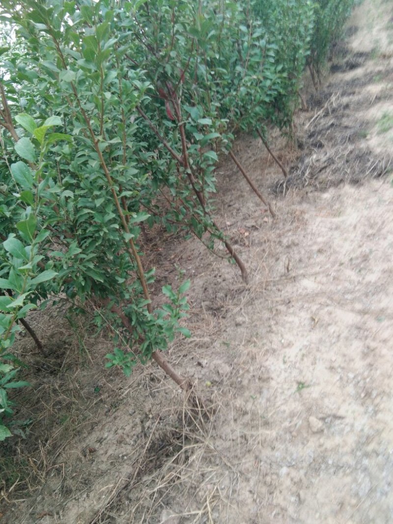 三公分以上桃树，三公分以上的梨树量大有要的联