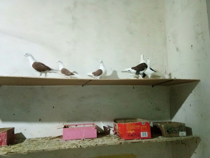 观赏鸽