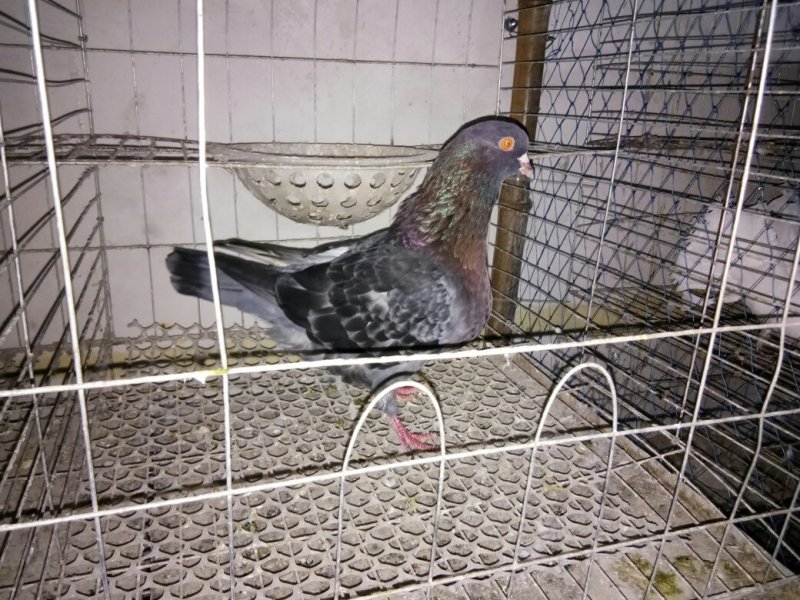 观赏鸽