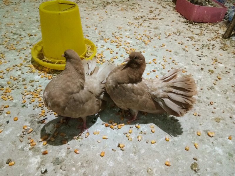 观赏鸽