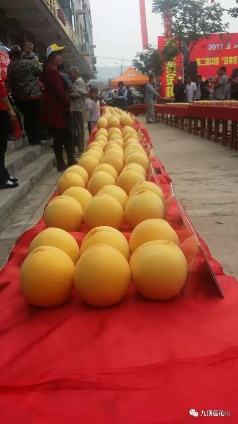 金黄金黄金脆黑桃金盘密中潘中油系列6-10月份枝条