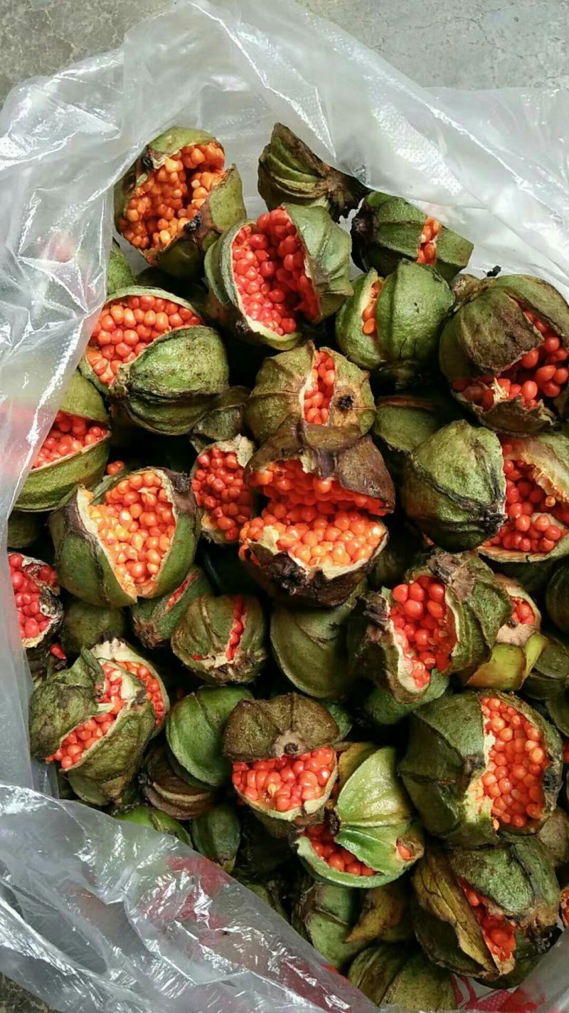 重楼块茎