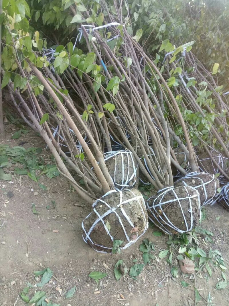 丛生腊梅供应，货源充足