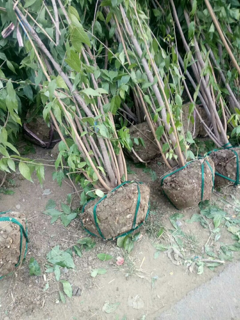 丛生腊梅供应，货源充足