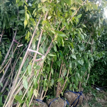 丛生腊梅供应，货源充足