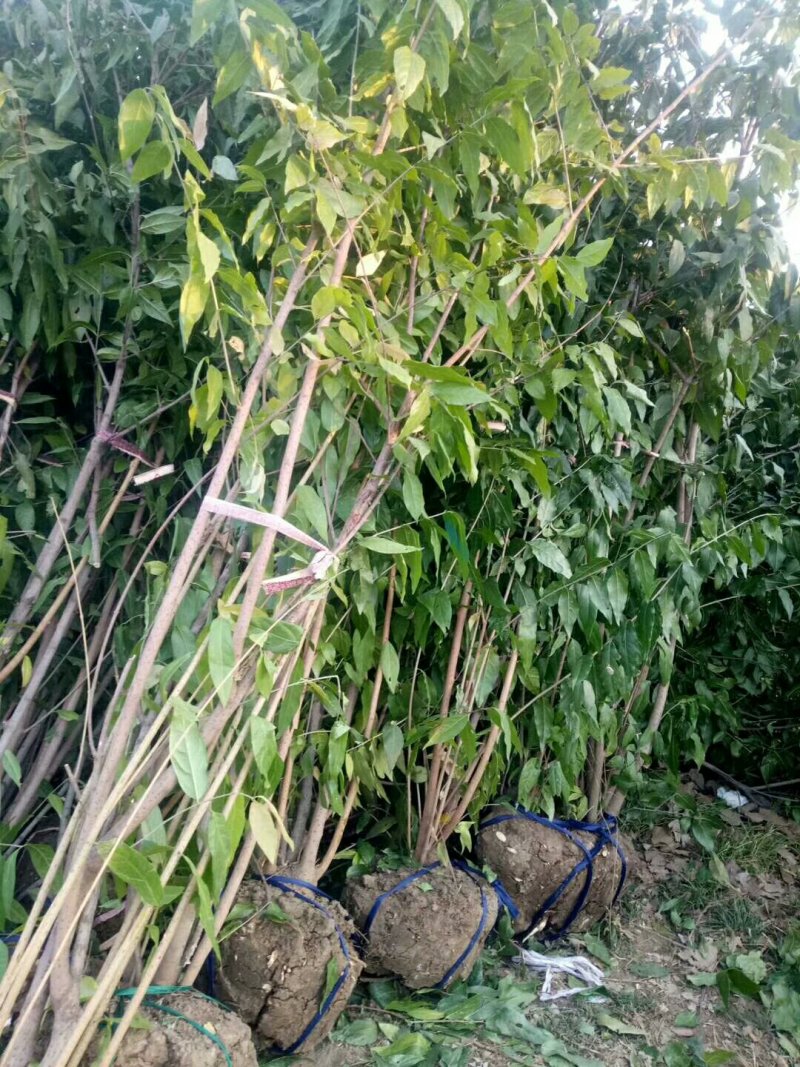丛生腊梅供应，货源充足