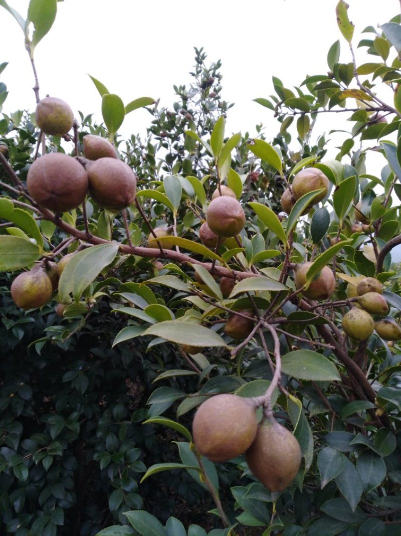 油茶果