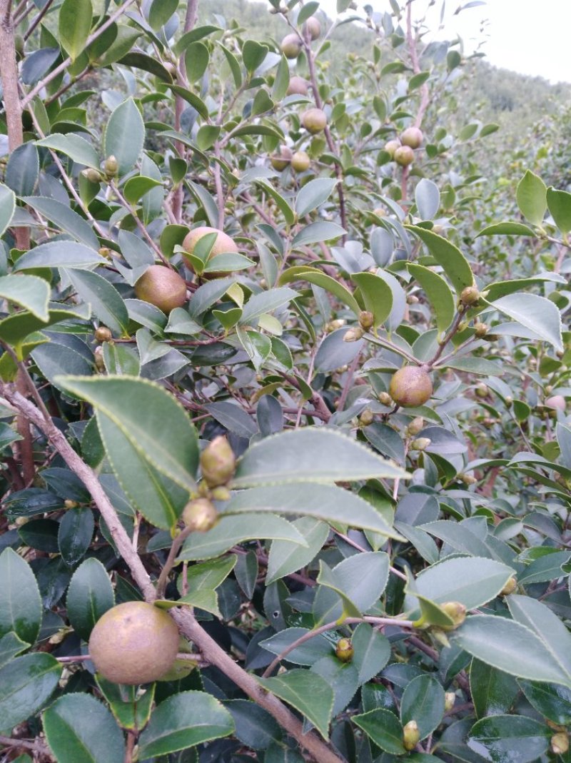 油茶果