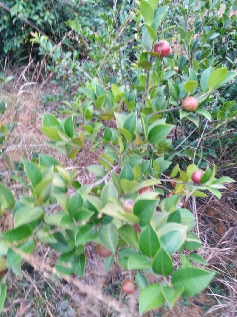 油茶果