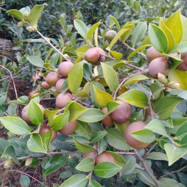 油茶果