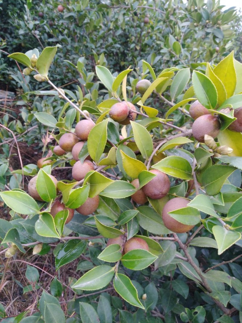 油茶果