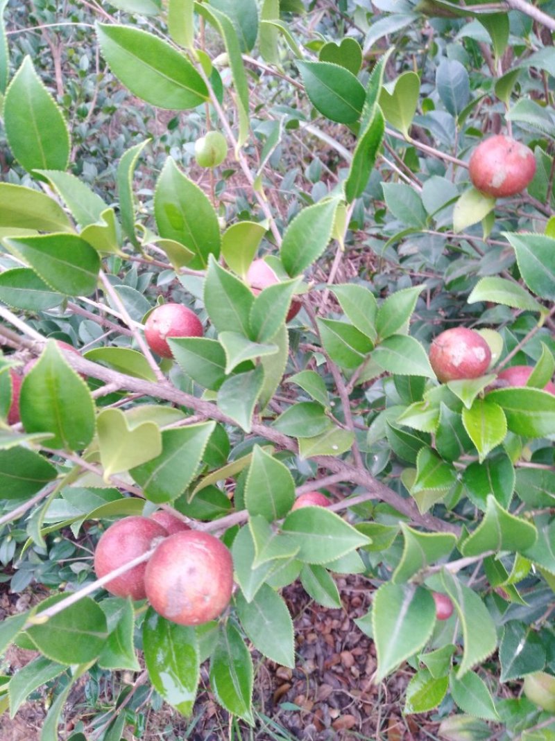 油茶果