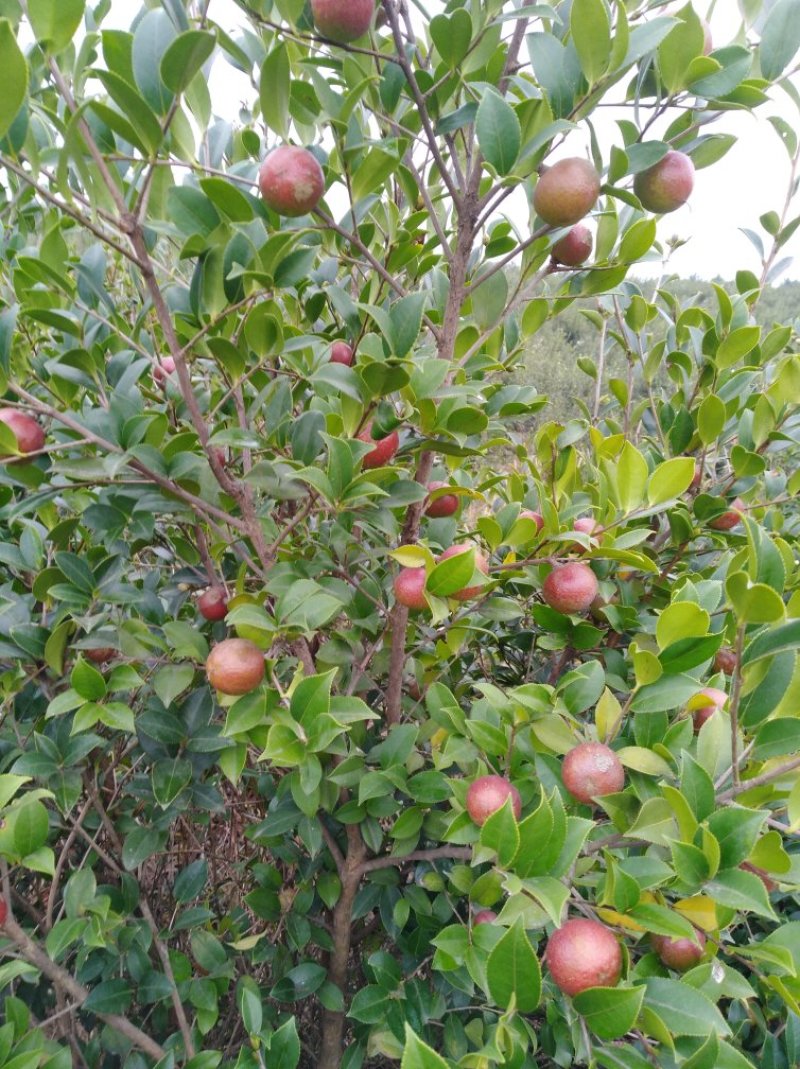 油茶果