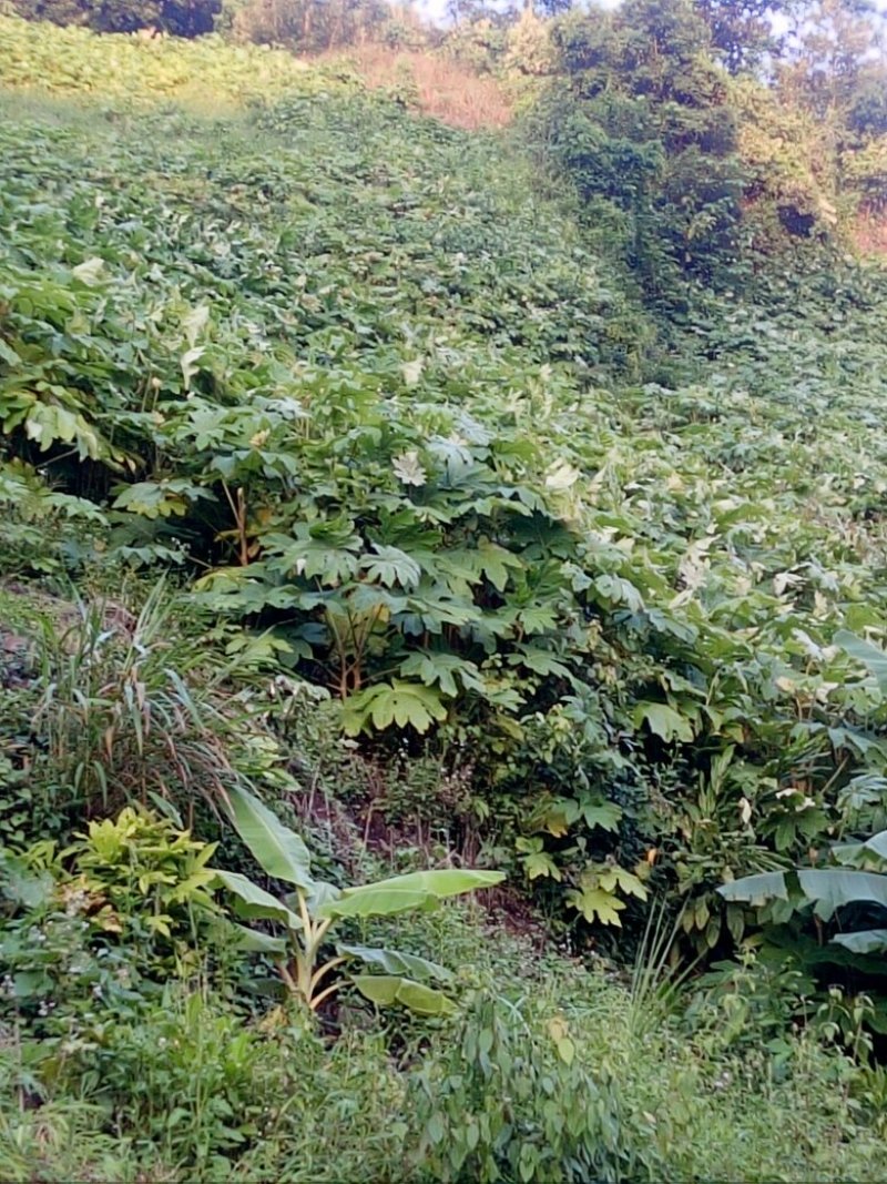 出消大量通草有要的请联系