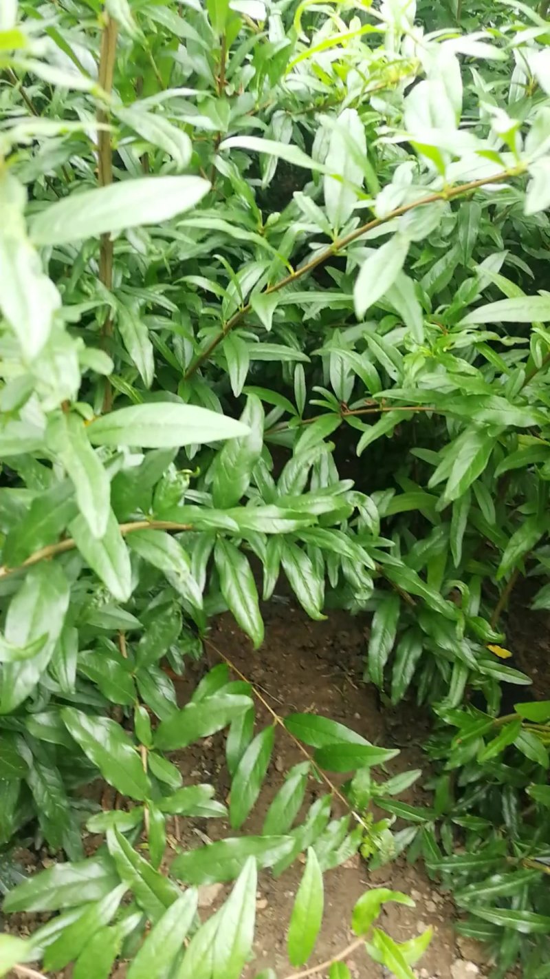精品石榴苗，突尼斯软籽石榴树苗产地直销量大从优