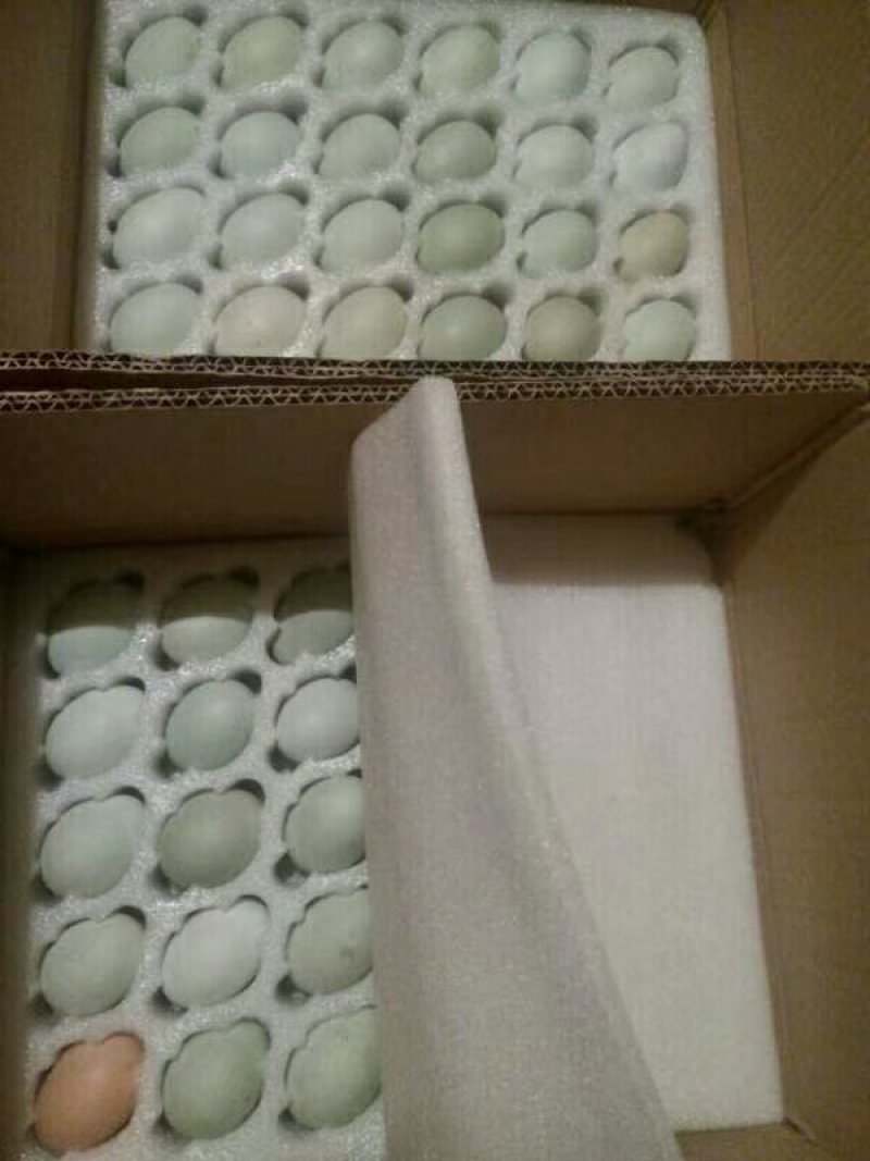 绿壳鸡蛋，货源充足，高品质产品检测合格放心采购可视频看货