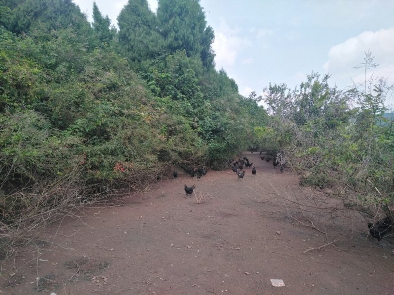 绿壳鸡蛋，货源充足，高品质产品检测合格放心采购可视频看货