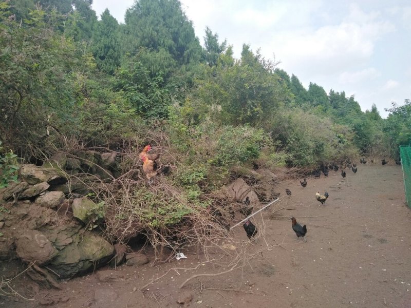 绿壳鸡蛋，货源充足，高品质产品检测合格放心采购可视频看货