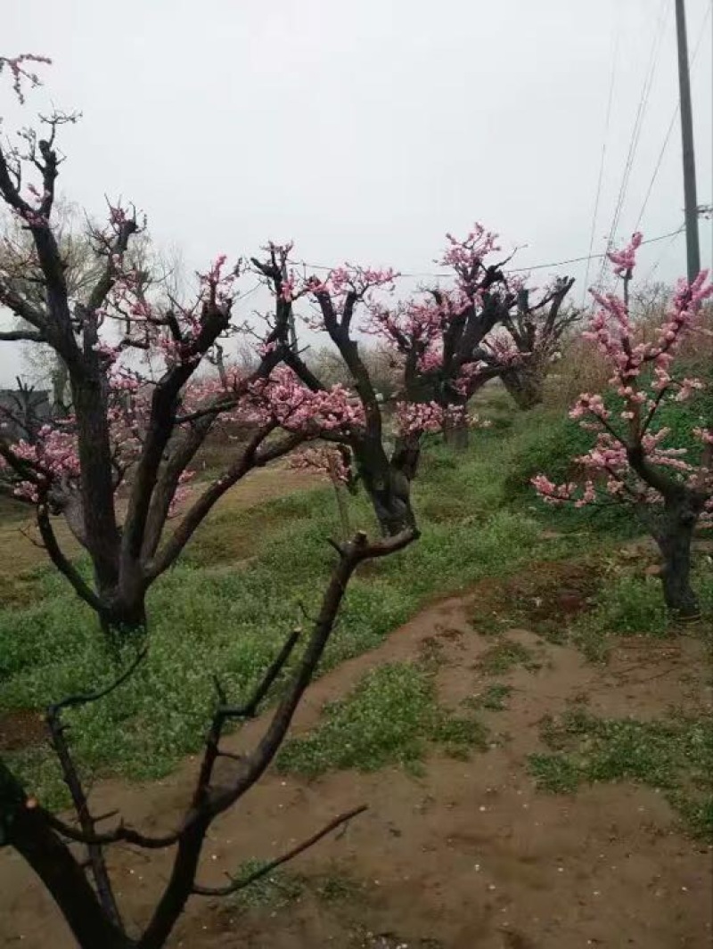 红叶美人梅青梅，酸梅树