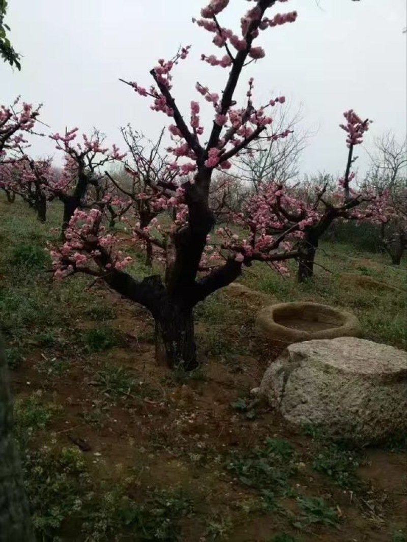 红叶美人梅青梅，酸梅树