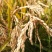 大米一级新米