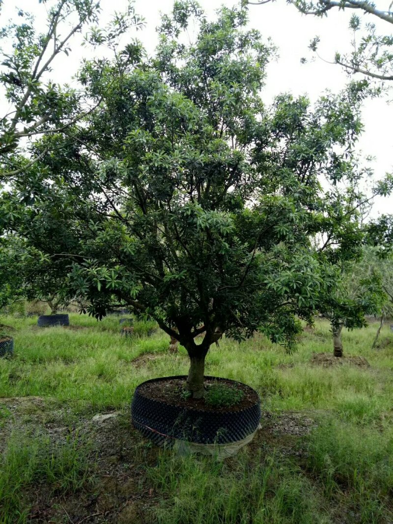 杨梅树