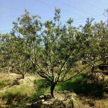 杨梅树
