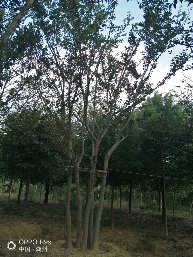 朴树
