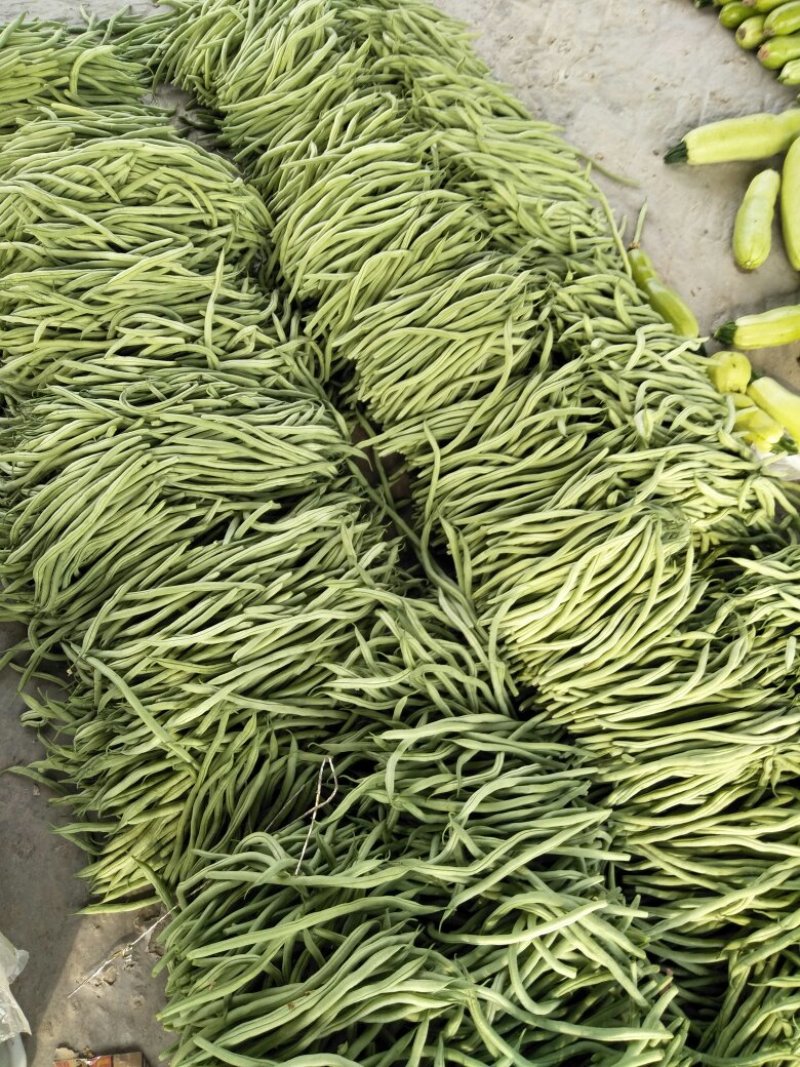 四季豆芸豆大量供应产地直销