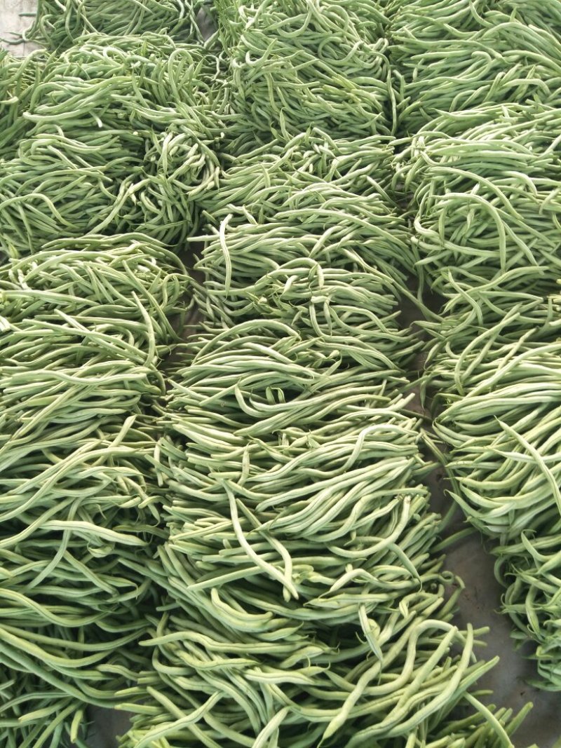 四季豆芸豆大量供应产地直销