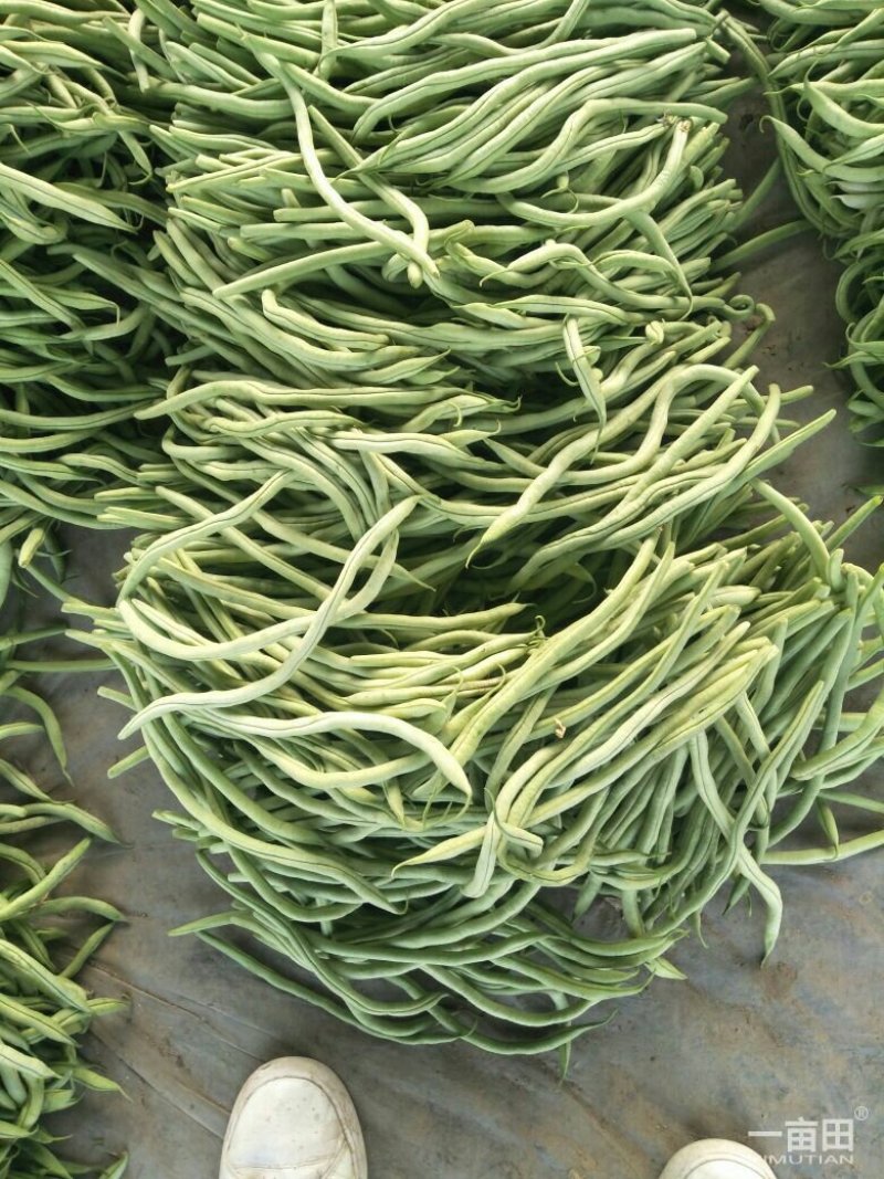 四季豆芸豆大量供应产地直销