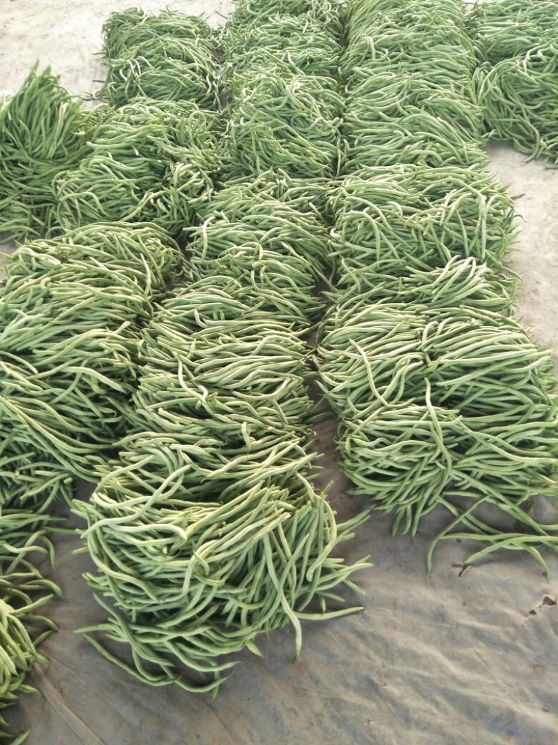 四季豆芸豆大量供应产地直销