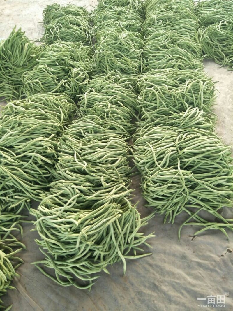 四季豆芸豆大量供应产地直销