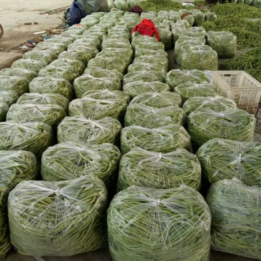 四季豆芸豆大量供应产地直销