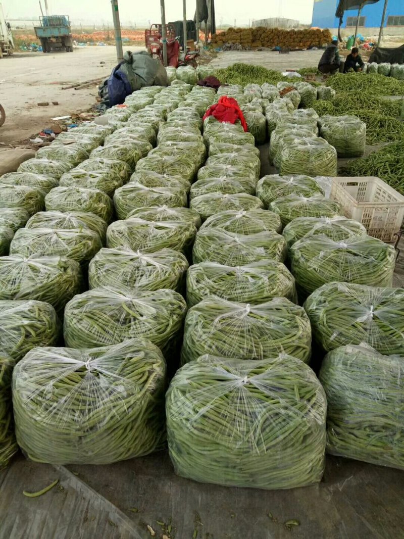 四季豆芸豆大量供应产地直销