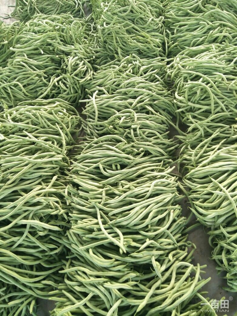 四季豆芸豆大量供应产地直销