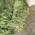 四季豆芸豆大量供应产地直销