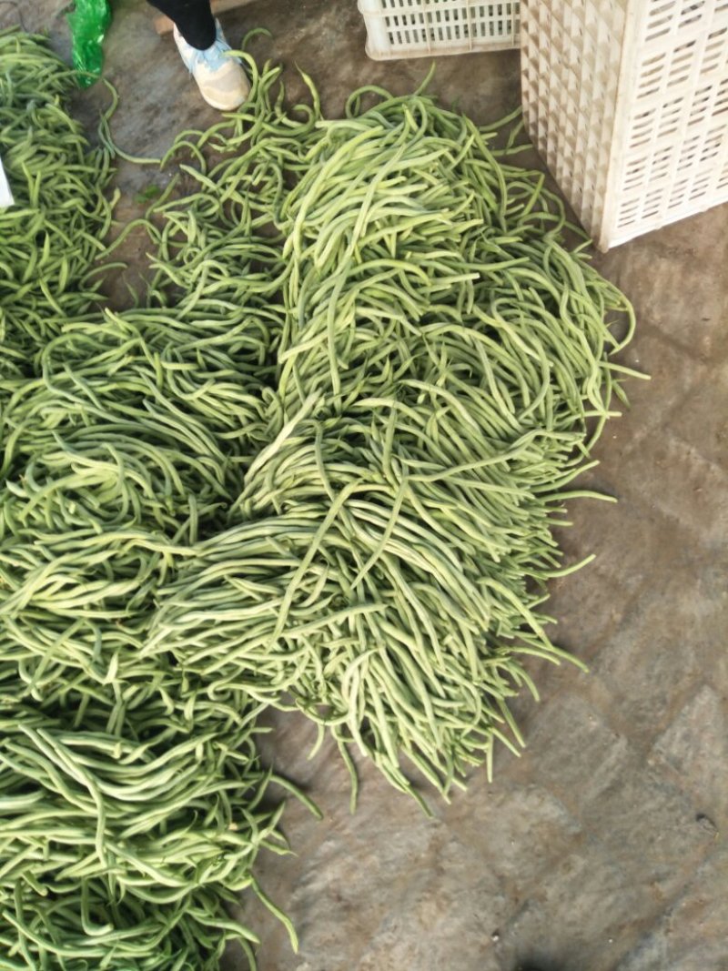 四季豆芸豆大量供应产地直销