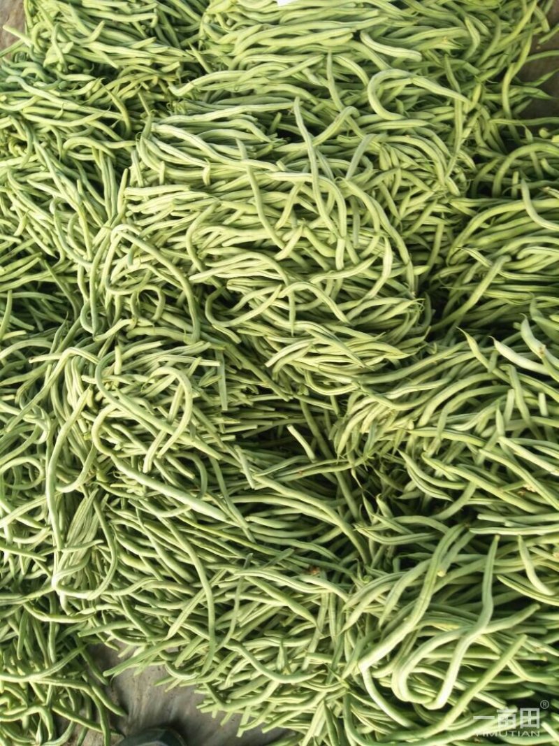 四季豆芸豆大量供应产地直销