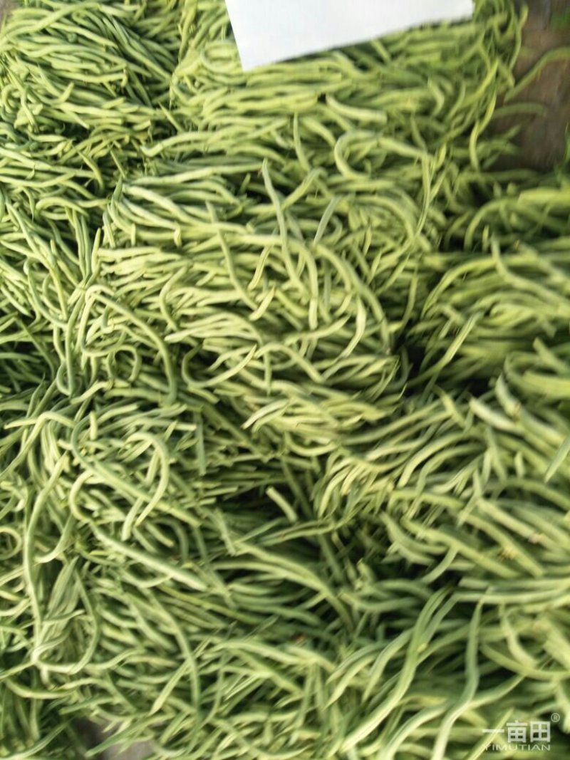 四季豆芸豆大量供应产地直销