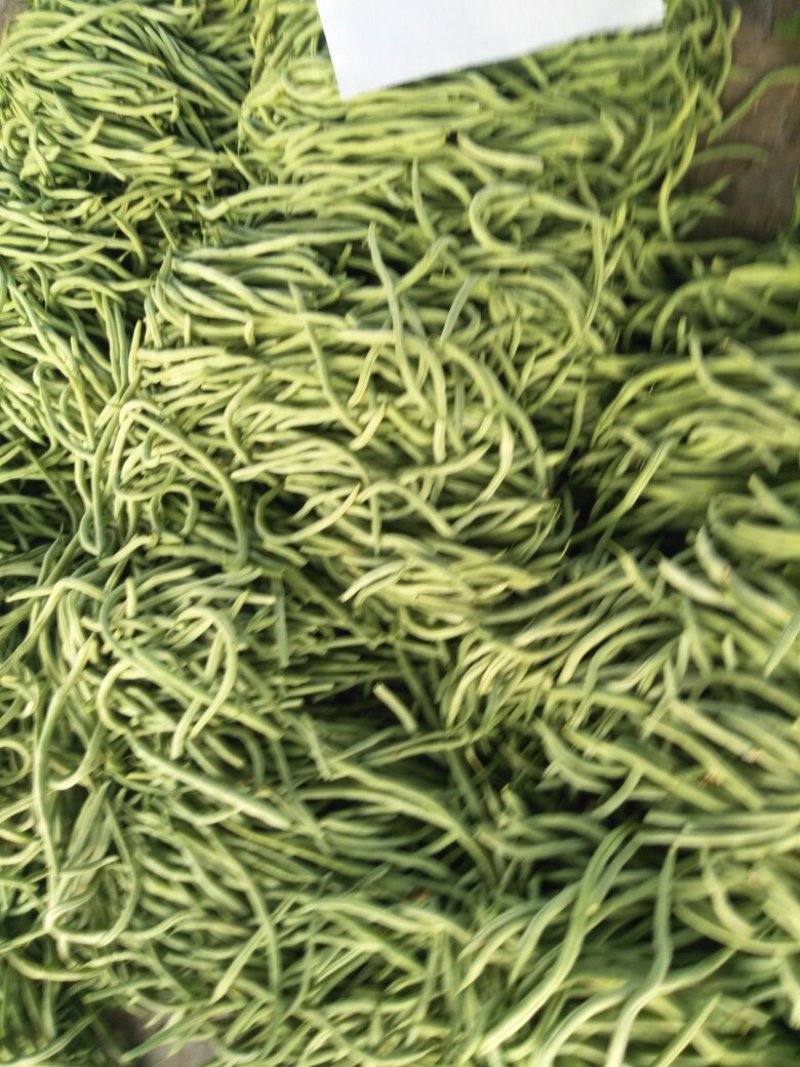 四季豆芸豆大量供应产地直销