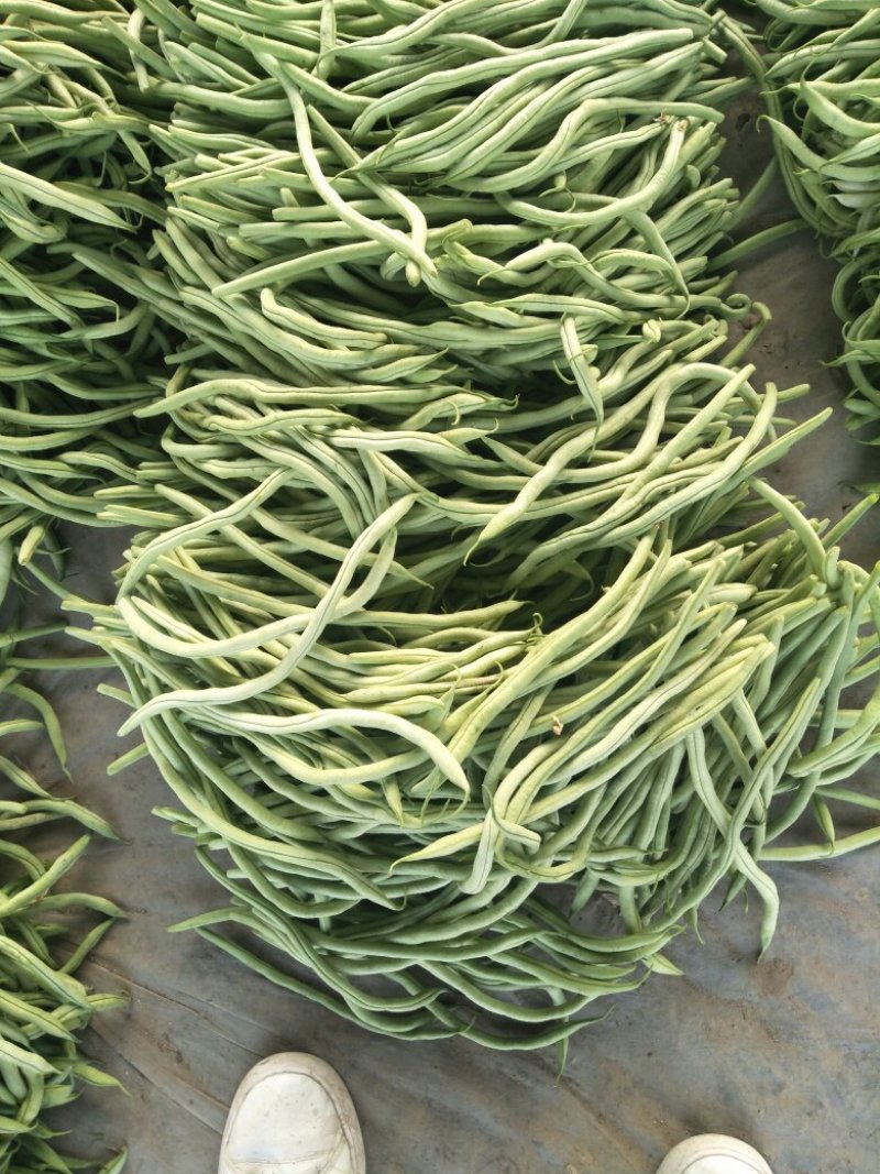 四季豆芸豆大量供应产地直销