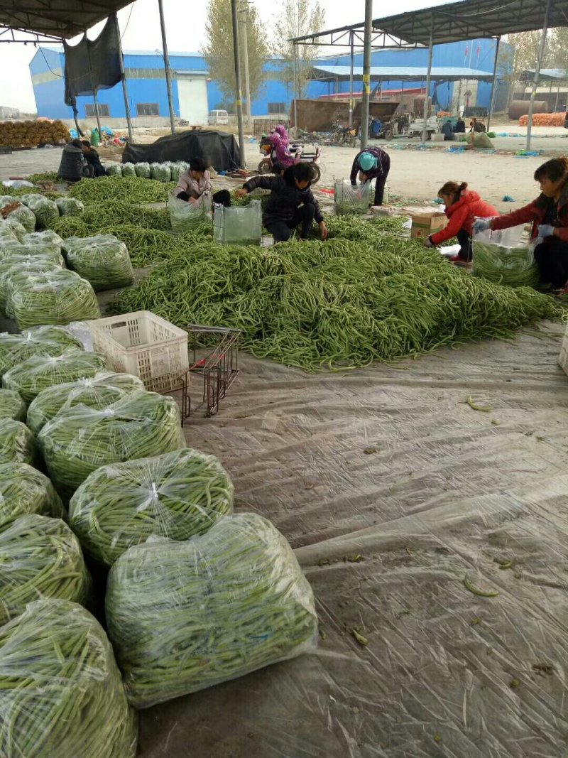 四季豆芸豆大量供应产地直销