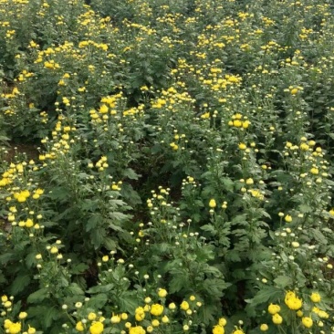 金丝皇菊