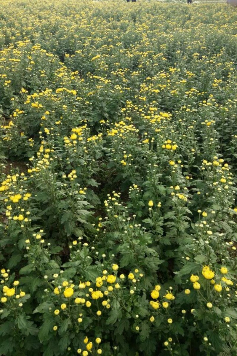金丝皇菊