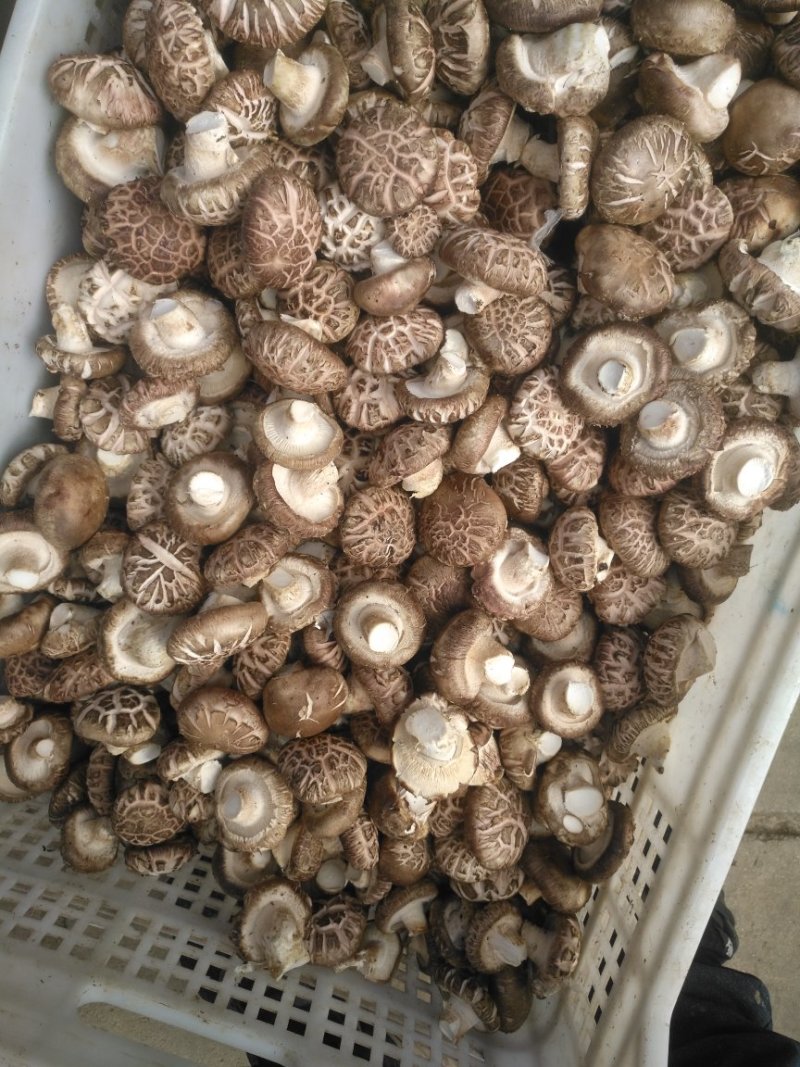 3-5上等好货