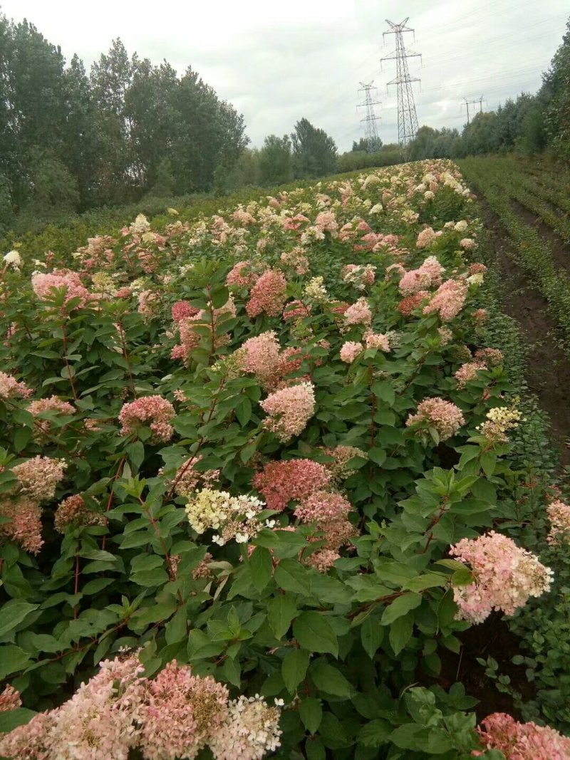 木绣球供应，绣球花供应。