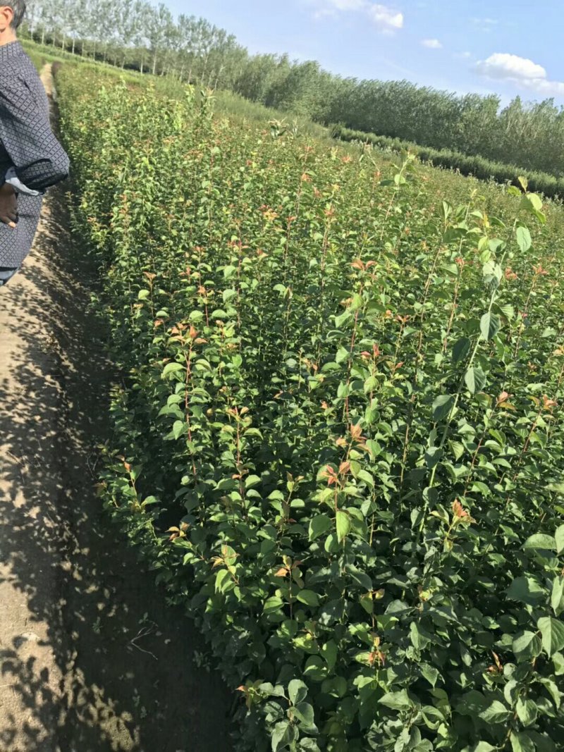 红梅小苗量大批发