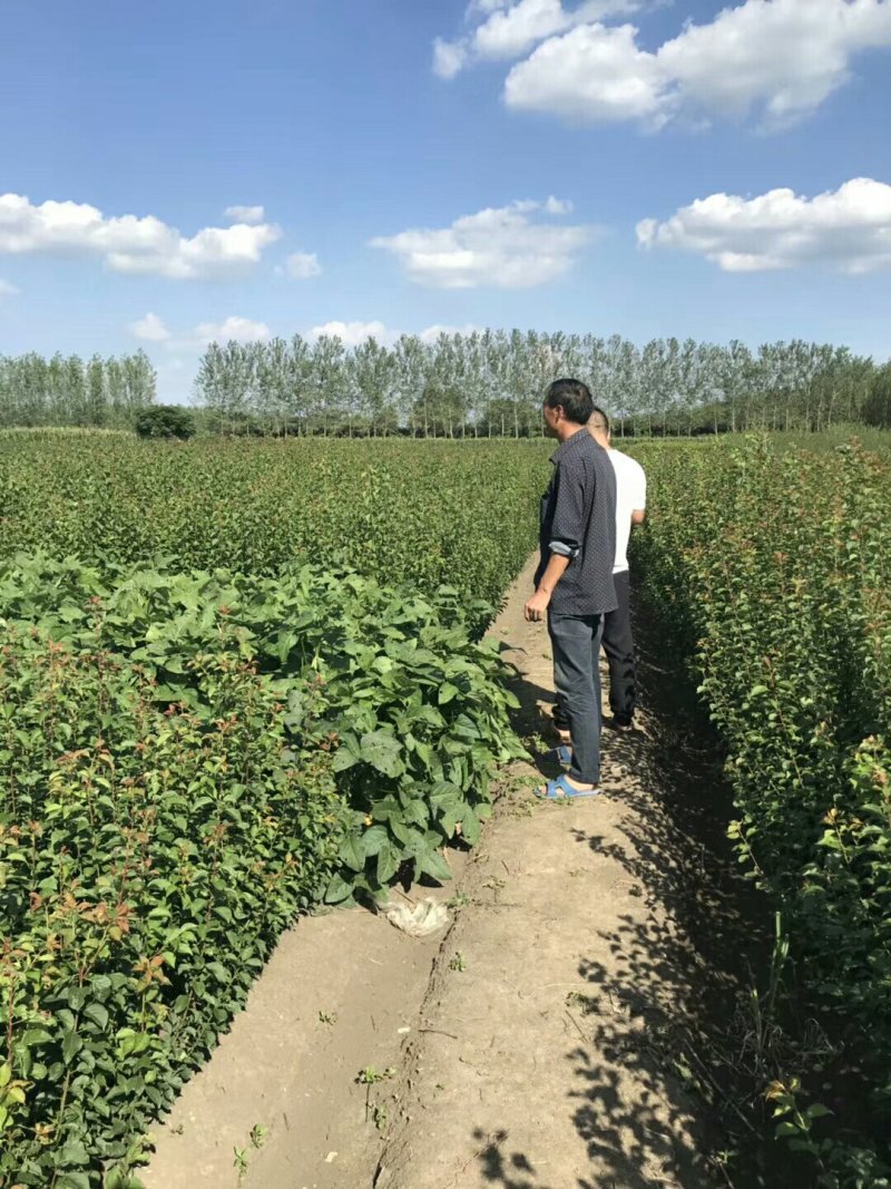 红梅小苗量大批发