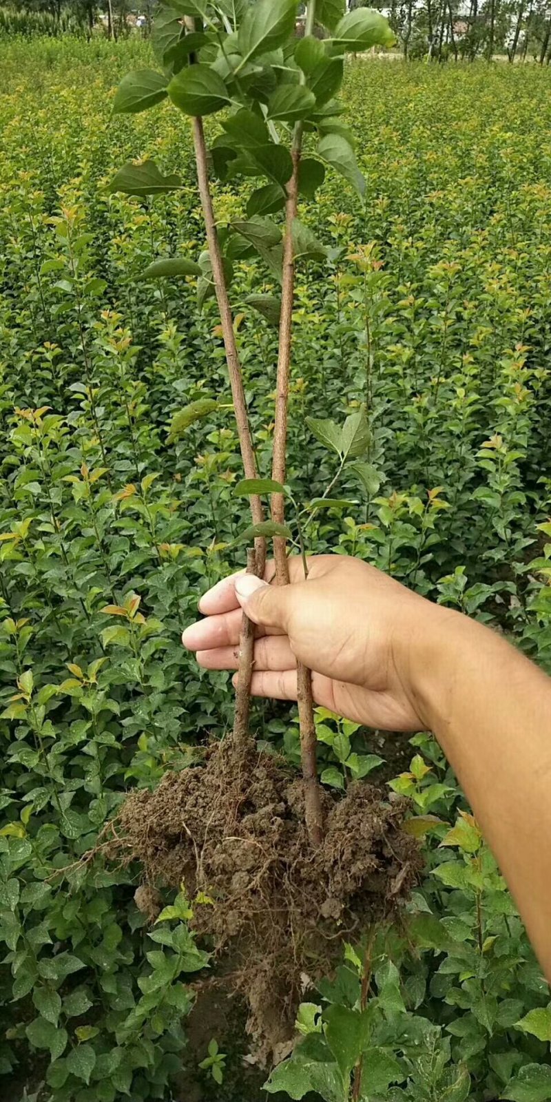 红梅小苗量大批发